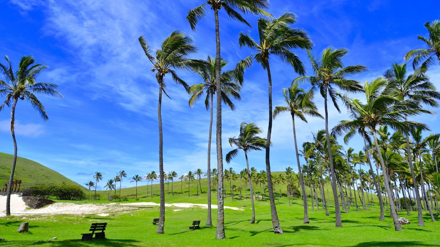 Palmeras de la playa Anakena
